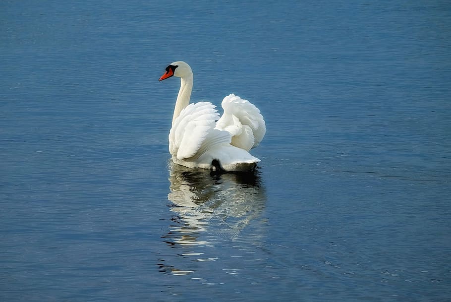 white, swan, body, water, bird, animal, water bird, river, mirroring, animals in the wild