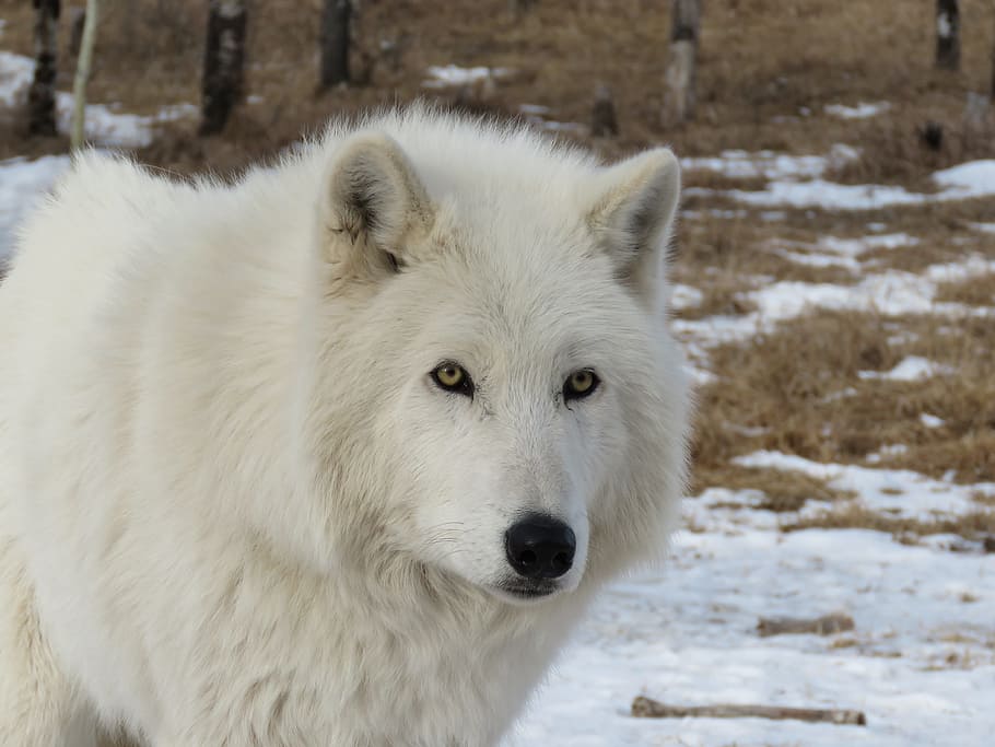 white, wolf, snow terrain, white wolf, snow, terrain, arctic wolfdog, wolfdog, dog, sanctuary