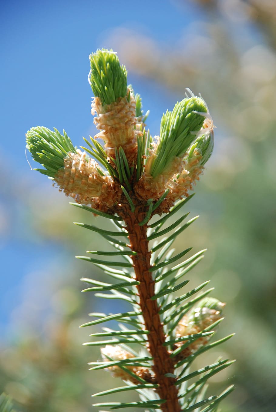 Spring, Spruce, Puck, the puck, plant, nature, day, green color, focus on foreground, growth