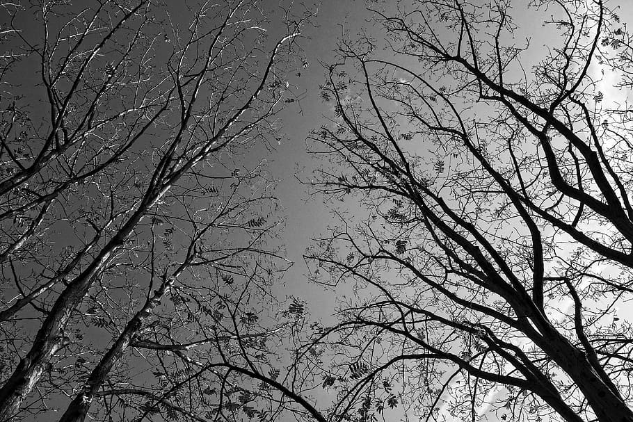 trees, tree tops, branches, bare branches, silhouette, winter trees, slender, thin trunks, sky, sunshine