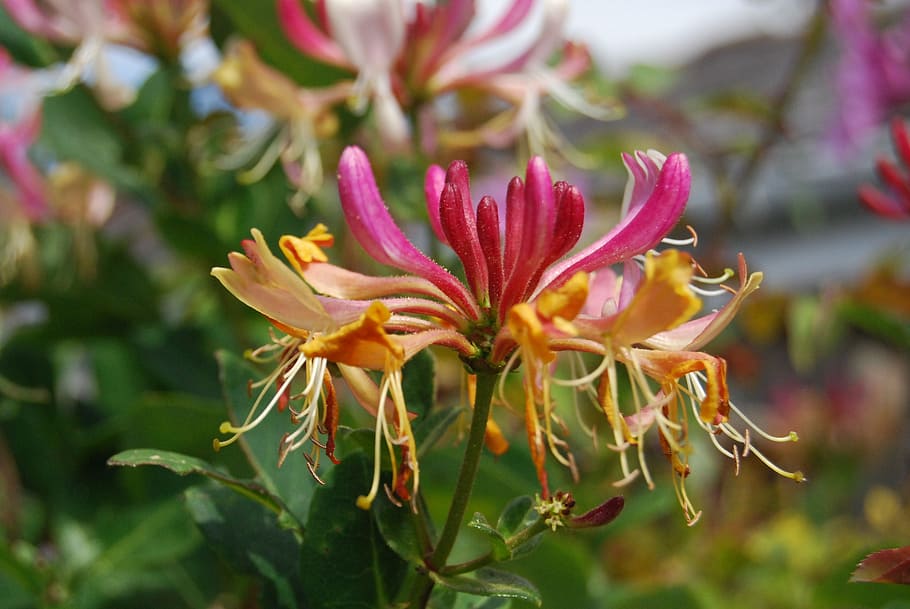 honeysuckle, lonicera, close-up, flower, summer, woodbine, bloom, perfumed, flowering plant, plant