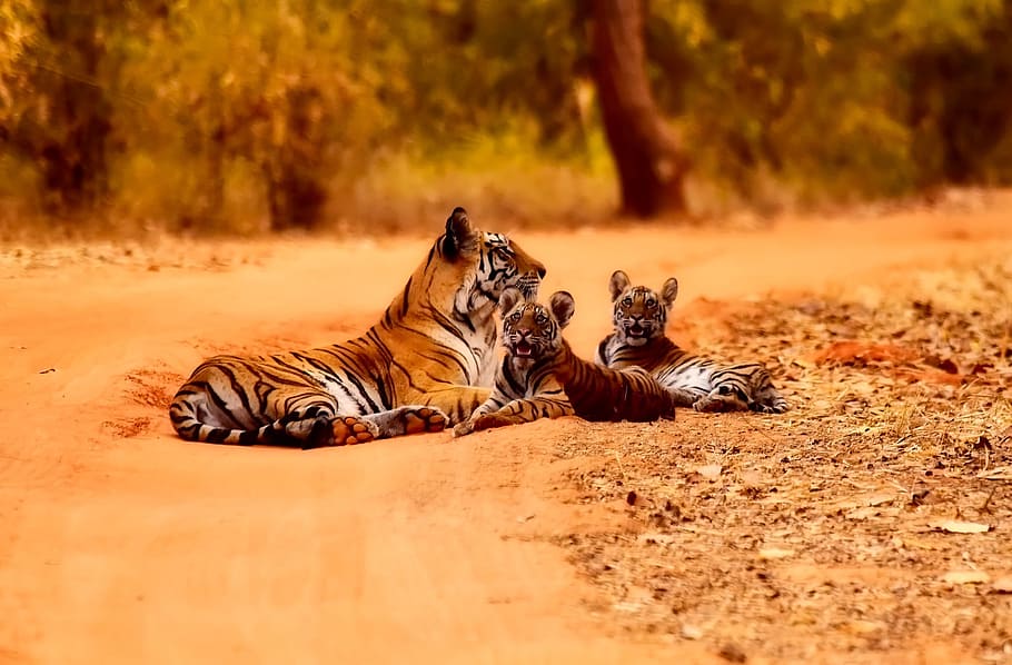 photography, brown, tiger, cubs, Bengal tiger, young's, brown field, india, tigers, wildlife