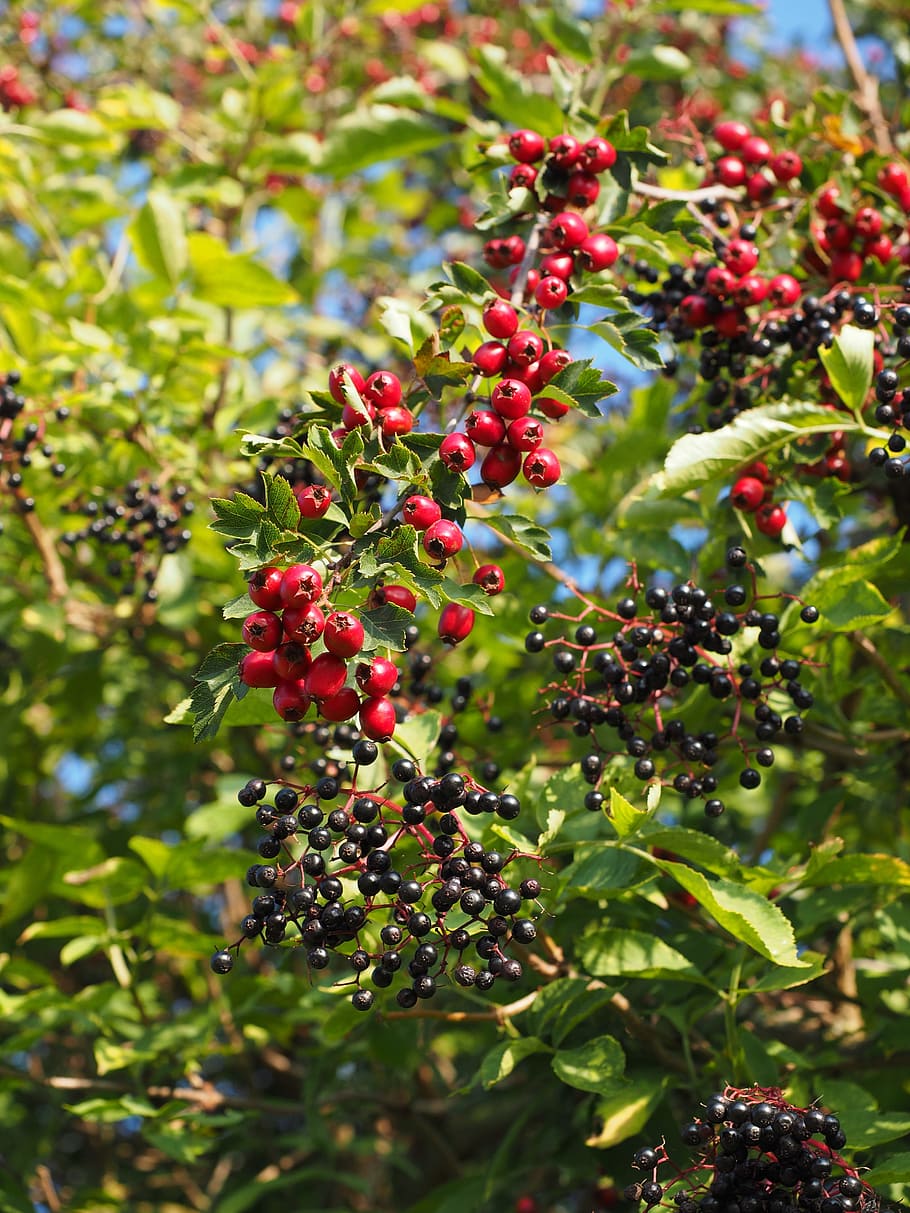 Bush, Scrub, Hedge, Berries, Fruits, red, eingriffeliger hawthorn, leaves, aesthetic, crataegus monogyna
