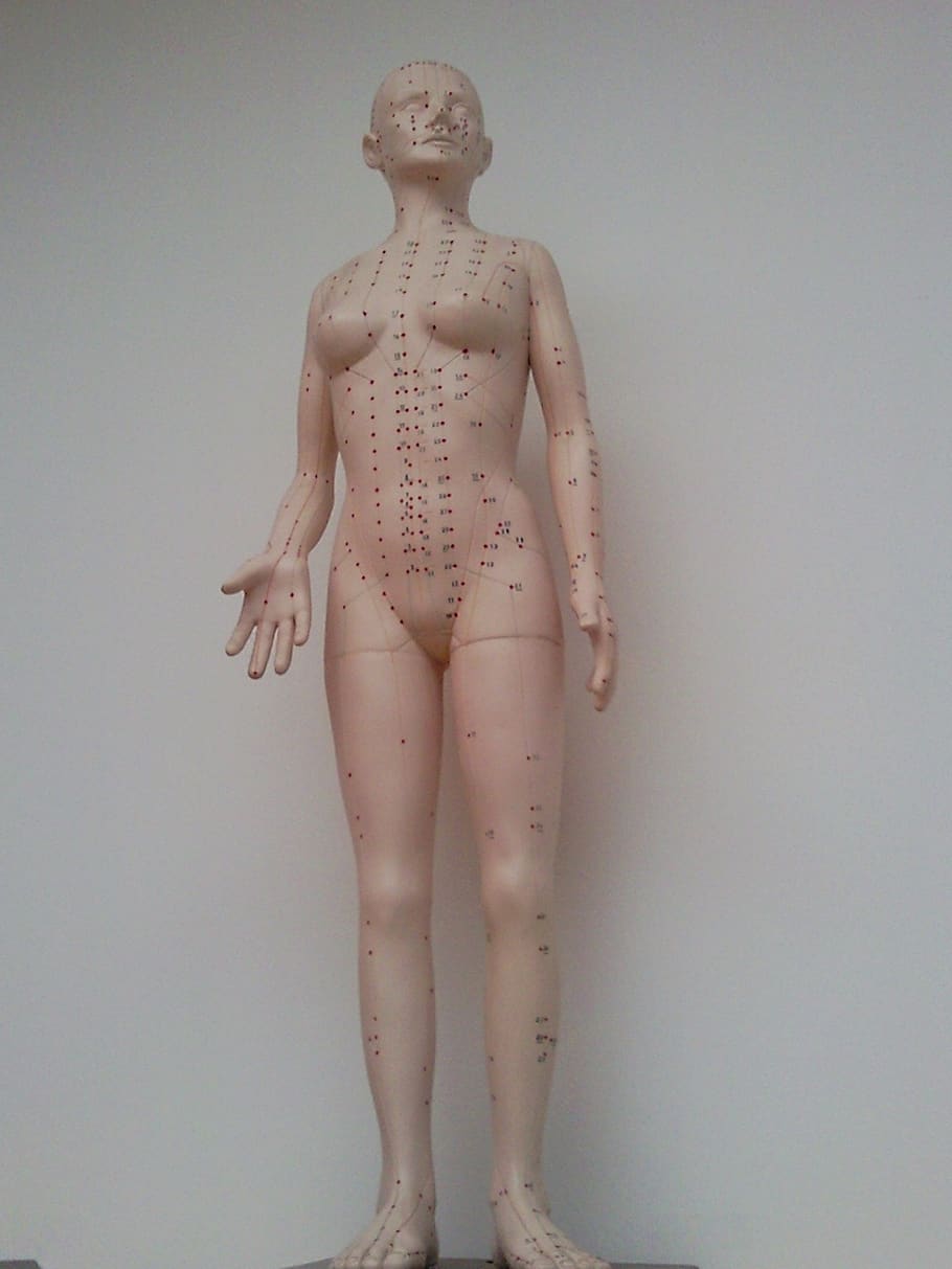acupuntura, marioneta, modelo, médico, muñeca, maniquí, cuerpo, medicina, anatomía, cuidado de la salud