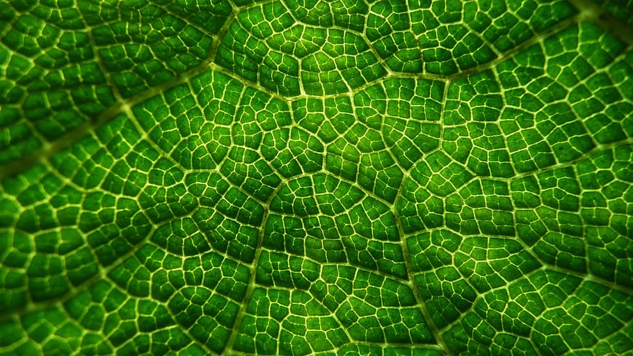 green skin, Greens, Leaf, Macro, Patterns, Close Up, leaves, leafy, background, foliage