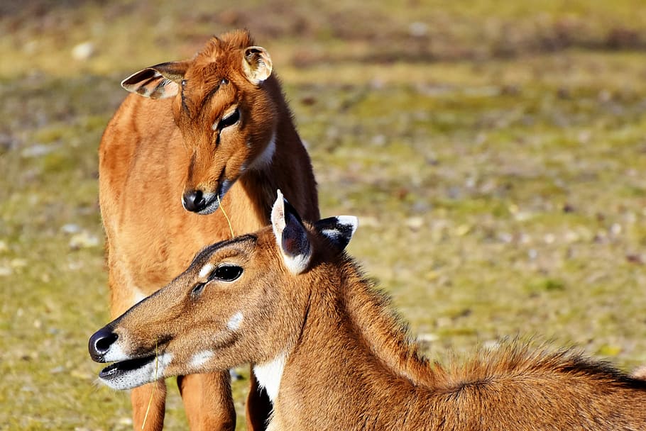 two brown animals, goat-antelope, antelope, young animal, wild, africa, safari, national park, animal, zoo