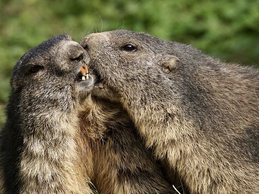 two beavers photo, marmot, rodent, alpine, alpine marmot, wildlife park, zoo, fur, animal, rock