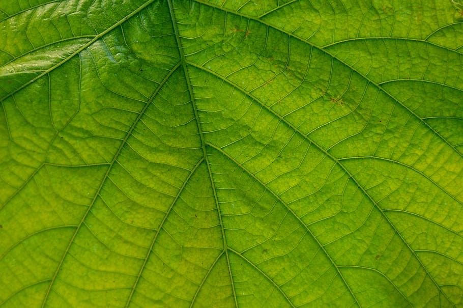 green leafed plant, leaf, great, nature, large leaves, close, plant, veins, leaf veins, back light