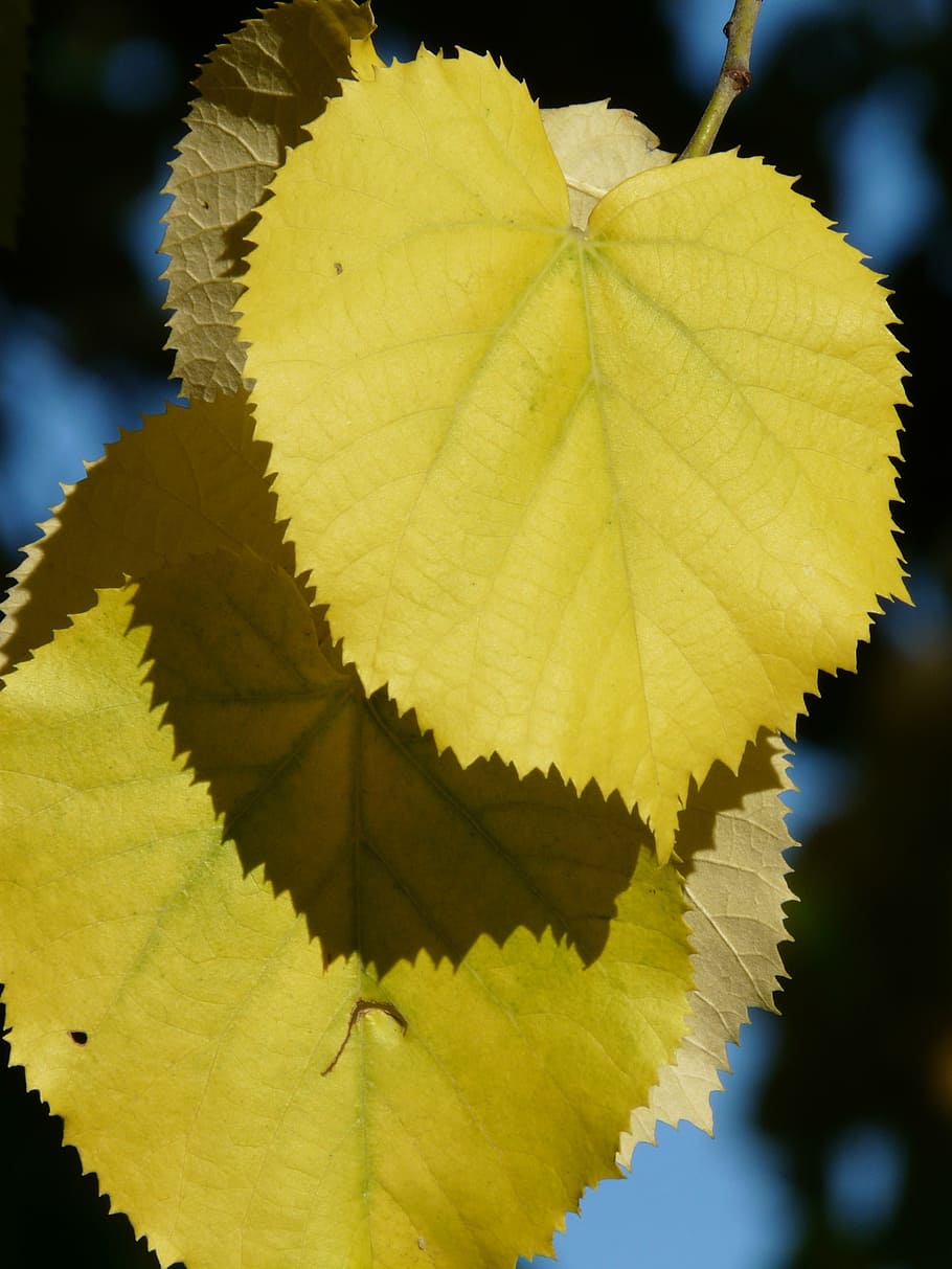 lipovina, hojas, amarillo, colorante, color de otoño, linde, claro, dentado, borde, inteligente