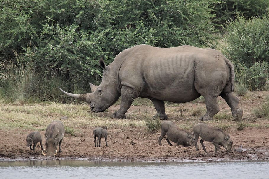 rhino, warthogs, drinking, endangered, rhinoceros, water, hole, pilanesberg, south, africa