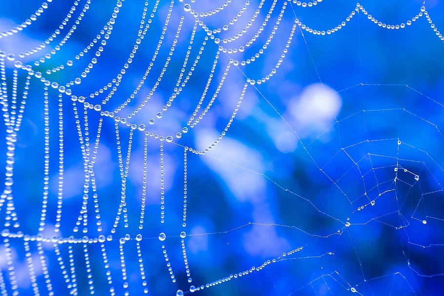 foto web laba-laba, sarang laba-laba, tetesan, embun, titik embun, spektrum, refraksi, refleks, manik-manik, setetes air