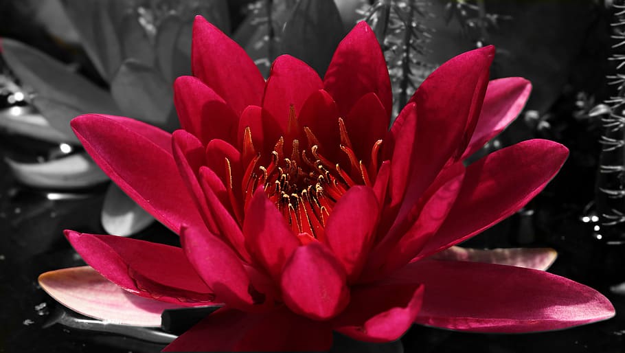 Красный, цветок лотоса, цветение, водяная лилия, Нуфар желтая, Водное растение, цвести, Пруд, природа, цветок