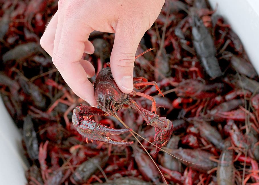 person, holding, red, lobster, south, crawfish, seafood, crayfish, dinner, food