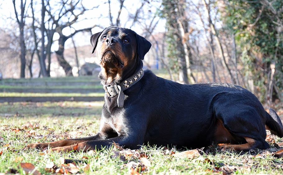 rotweiler, dog, animal, concerns, meadow, park, canine, one animal, domestic, pets