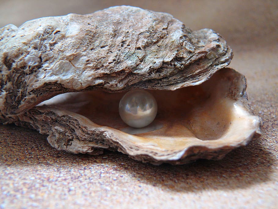 white, pearl, shell, oyster, light, sea, shell pearl, nature, north sea, beads