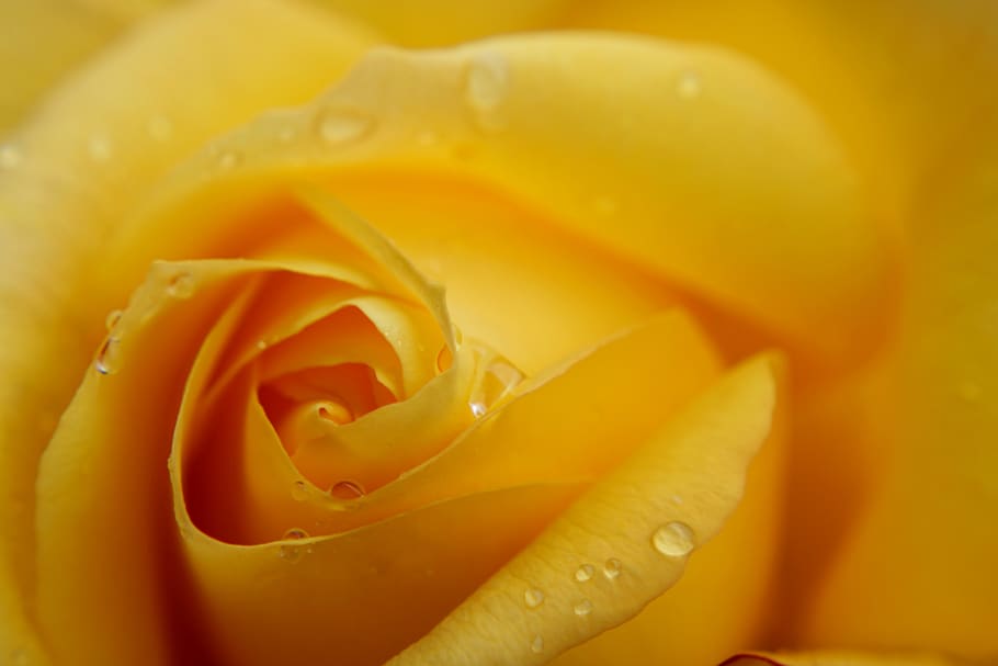 yellow rose, macro, rose, feeling, passion, background, flower, pink, bloom, pink roses