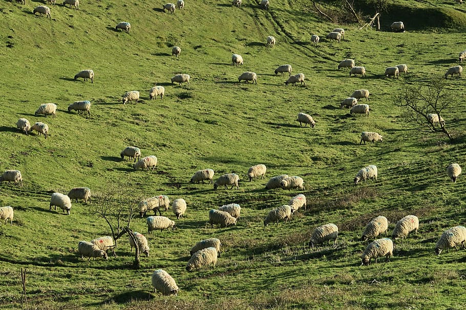 rebaño de ovejas, animales, fotografía, rebaño, ovejas, verde, hierba, tierras altas, gran grupo de animales, temas de animales