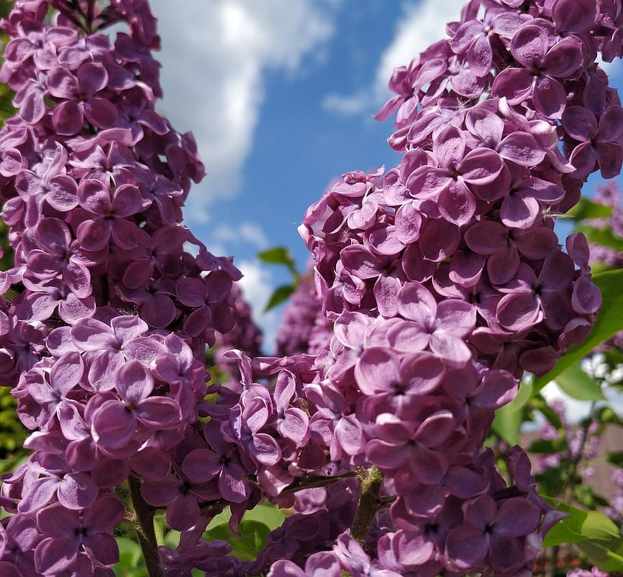 lilac, purple flowers, lilac flowers, lila, flower, flowering plant, plant, beauty in nature, vulnerability, freshness