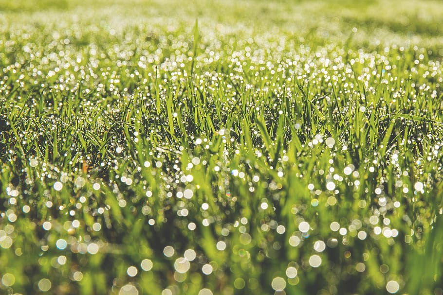 green, grass, yard, field, nature, sunshine, summer, selective focus, plant, green color