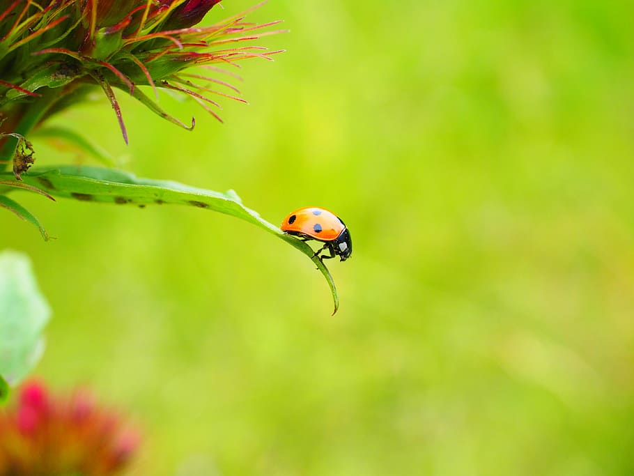 ladybug, coccinellidae, beetle, elytron, siebenpunkt ladybird, siebenpunkt, coccinella septempunctata, carnation, flower, blossom