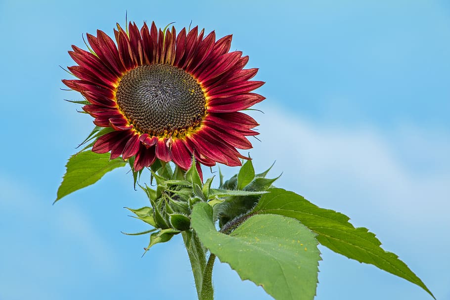 girasol, rojo, flor, flor roja, florecer, naturaleza, planta, de cerca,  flores rojas, registro público | Pxfuel