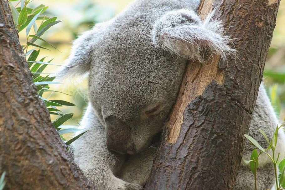 koala, oso, ronroneo, mamífero, sentado, oso koala, sentarse, descansar, dulce, peludo