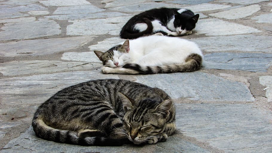 three, cats, sleeping, outdoor, resting, cute, animal, kitten, relax, sleep