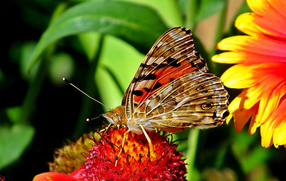 butterfly, insect, garden, flowers, flourishing, wings, colored, nature, macro, summer