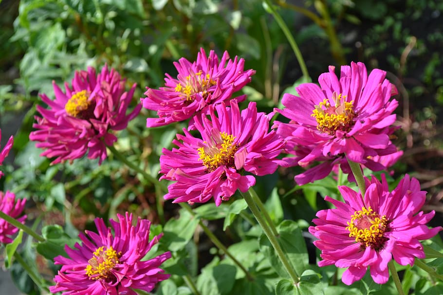flores de gerbera rosada, jardín, otoño, naturaleza, planta, verano, pétalos, color rosa, cabeza de flor, Flor