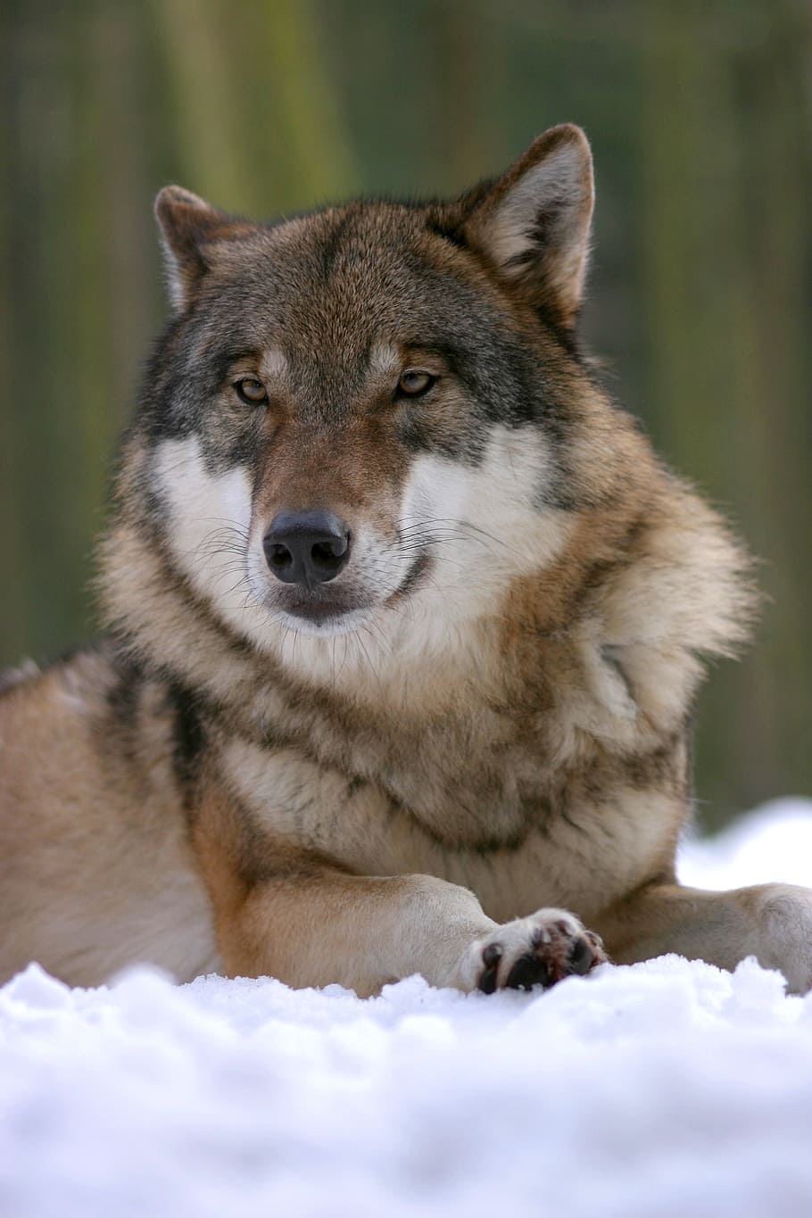 lobo sable adulto, colocación, nieve, lobo, zoológico, canis lupus, canino, mamífero, lobos, fotografía de vida silvestre