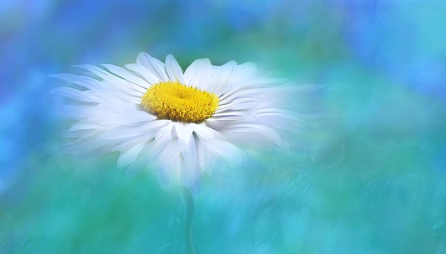 selective, focus photography, white, daisy flower, nature, summer, bright, flower, plant, digital art