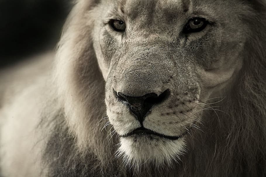 greyscale photo, lion, animal portrait, africa, safari, wild animal, animal, animal world, south africa, nature