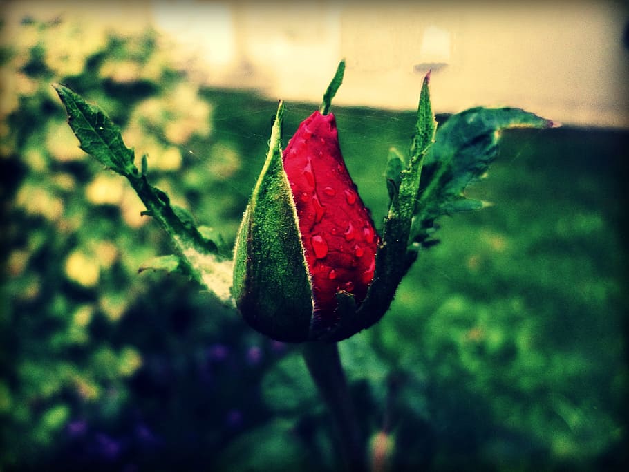 Rose, Red, Red, Web, Garden, bud, rose, red, web, close-up, nature, focus on foreground