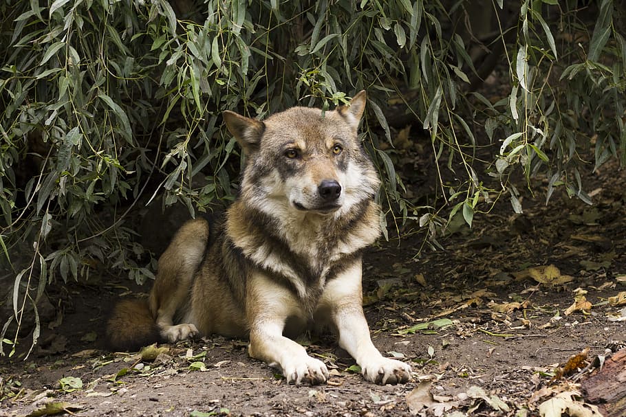 long-coated adult, gray, dog, wolf, canis lupus, european wolf, predator, view, confused, lying