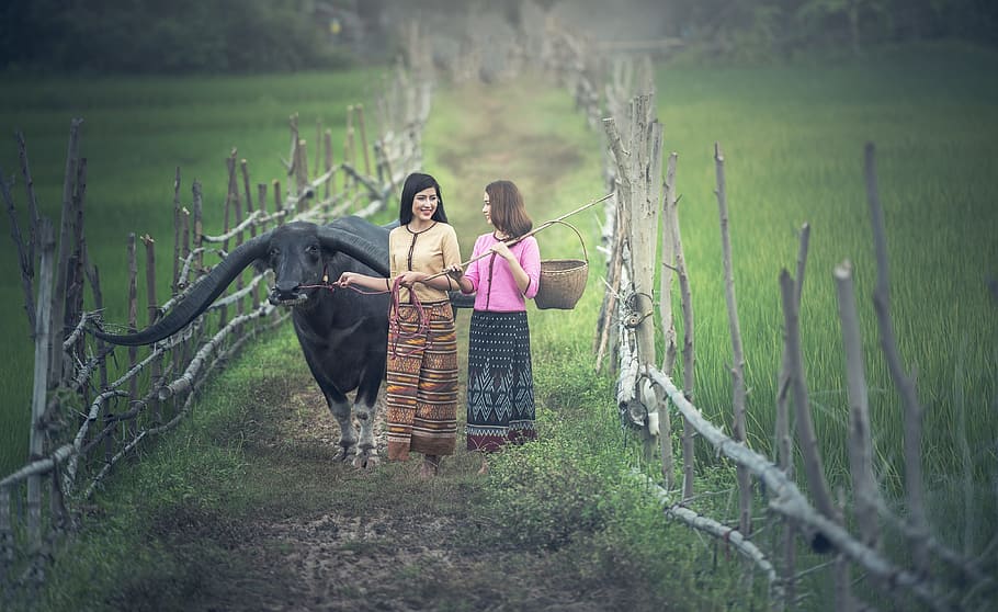 two, woman, standing, dirt road, black, water buffalo, agriculture, animals, asia, pretty