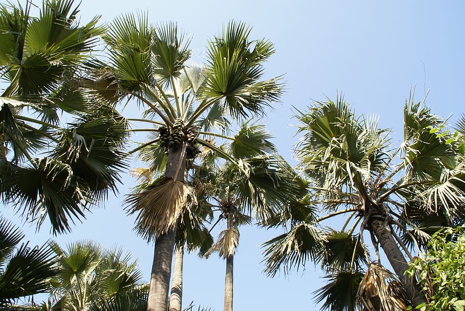 palmeira, tropical, gambia, feriado, planta, árvore, céu, visão de baixo ângulo, crescimento, clima tropical