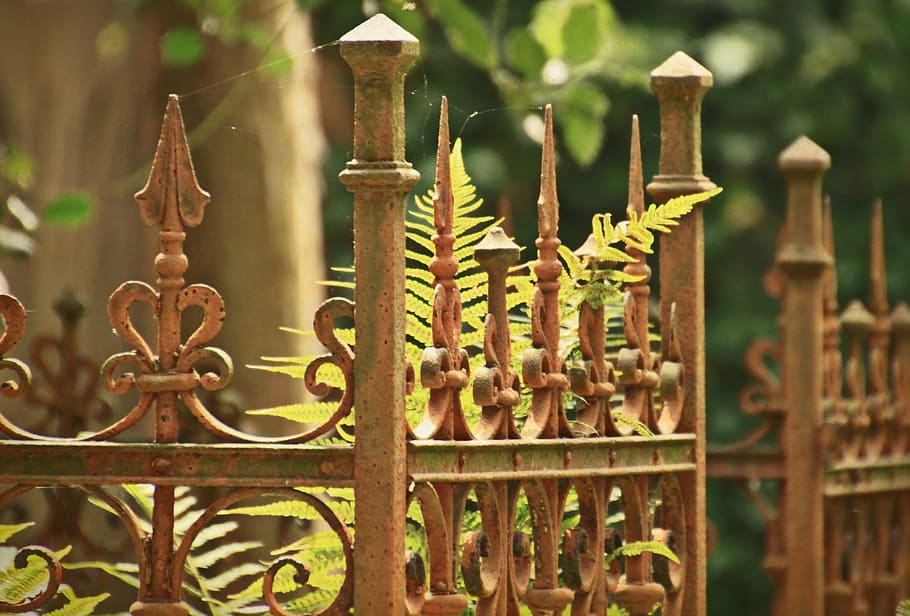 green, ferns, behind, brown, metal fence, cemetery, tomb, grave, fence, ornament
