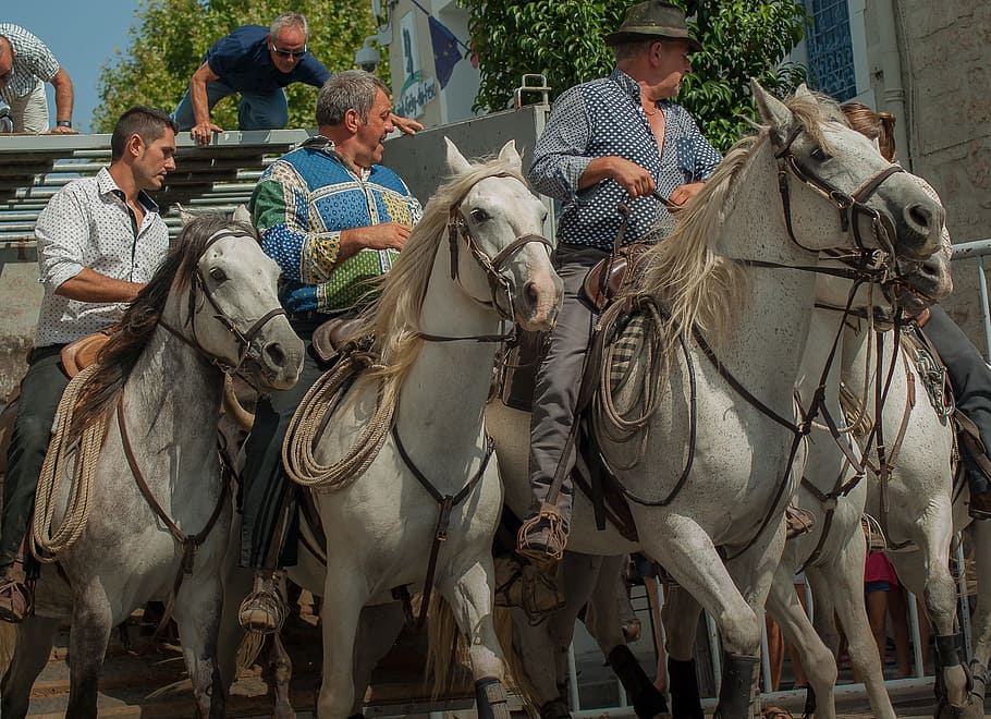 camargue, gardians, horses, riders, feria, domestic, domestic animals, mammal, group of people, pets