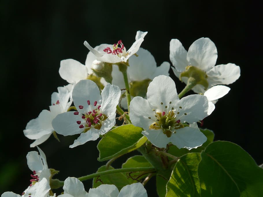 梨の花, 梨, 花, 白, 開花植物, 鮮度, 植物, もろさ, 自然の美しさ, 脆弱性