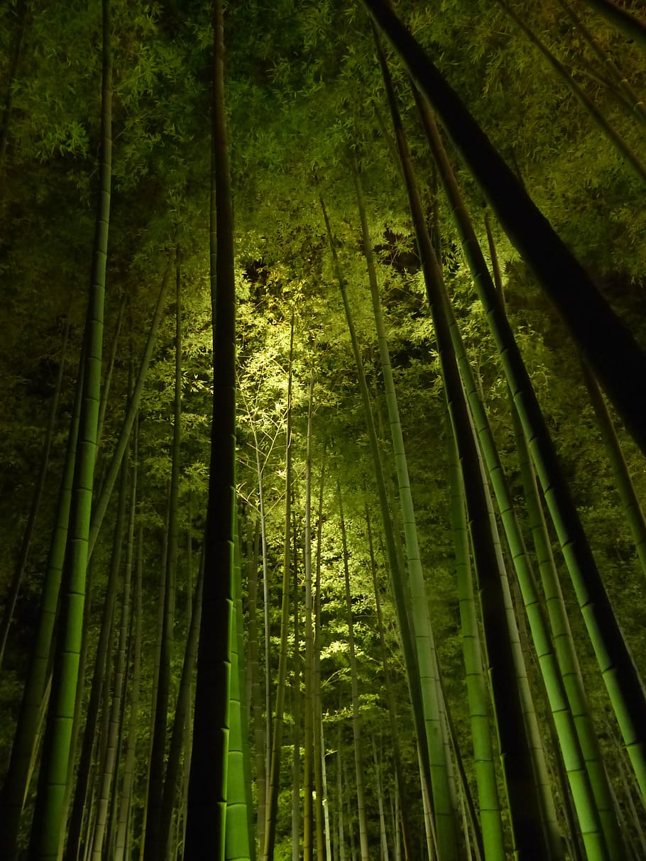 bamboo forest, kyoto, kodai-ji temple, green light, darkness, night, forest, tree, plant, land