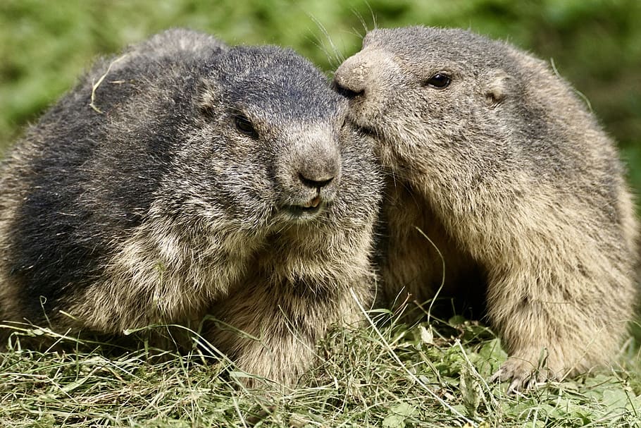 marmot, rodent, alpine, alpine marmot, wildlife park, zoo, fur, animal, rock, mammal