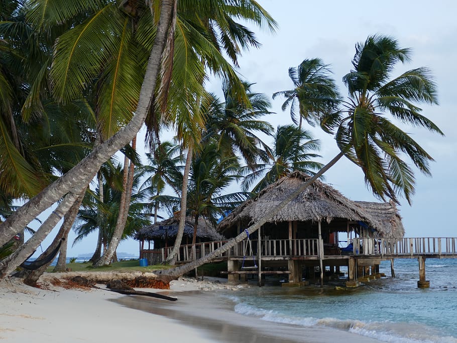 beach, palms, house, palm tree, tropical climate, tree, plant, water, architecture, built structure