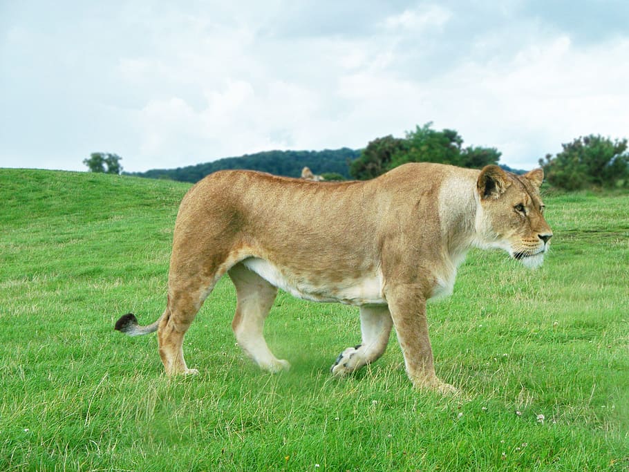 brown, white, lioness, white lioness, lion, female, panthera leo, cat, mammal, feline