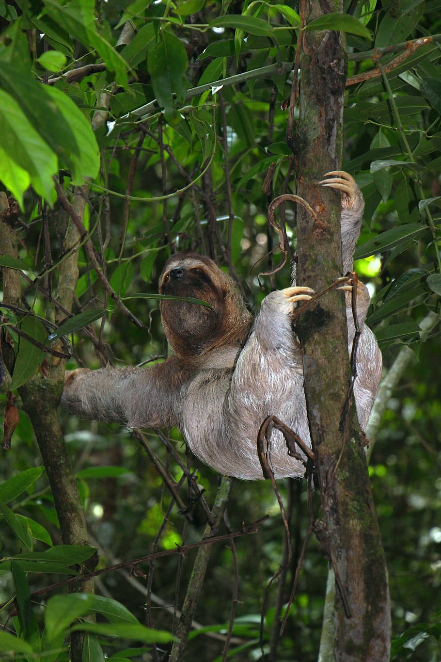 sloth, three finger sloth, jungle, tree, forest, lazy, animal, mammal, costa rica, climb