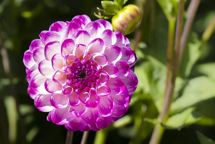 blanco, púrpura, bola de dalia, selectivo, fotografía de enfoque, dalia, flor, florecer, jardín de dalia, flor de dalia