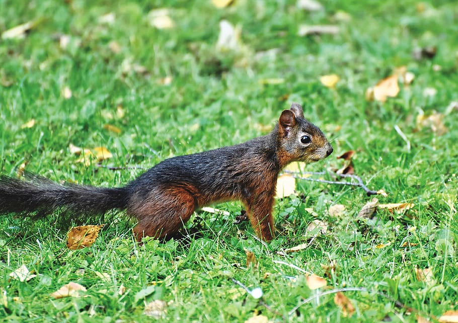 squirrel, verifiable kitten, rodent, animal, nager, forest animal, cute, nature, foraging, creature