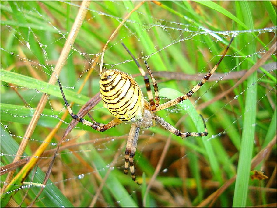 Wasp Spider, Meadow, Nature, Summer, close, insect, one animal, animal themes, animals in the wild, animal wildlife