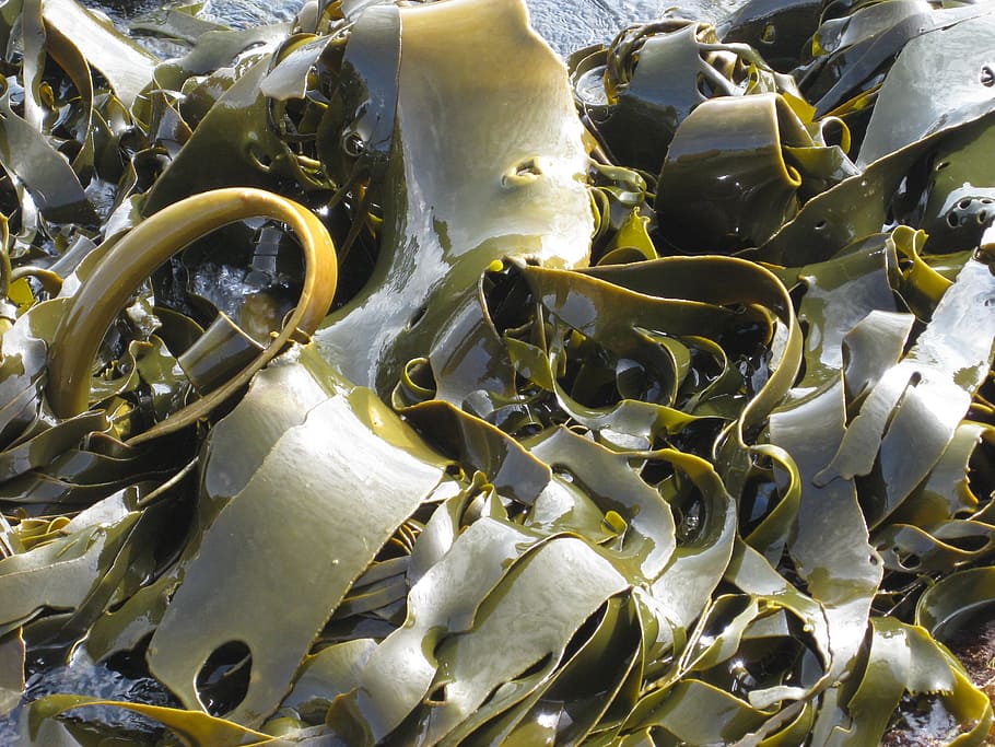 kelp, seaweed, nature, backgrounds, full frame, close-up, food and drink, water, pattern, day