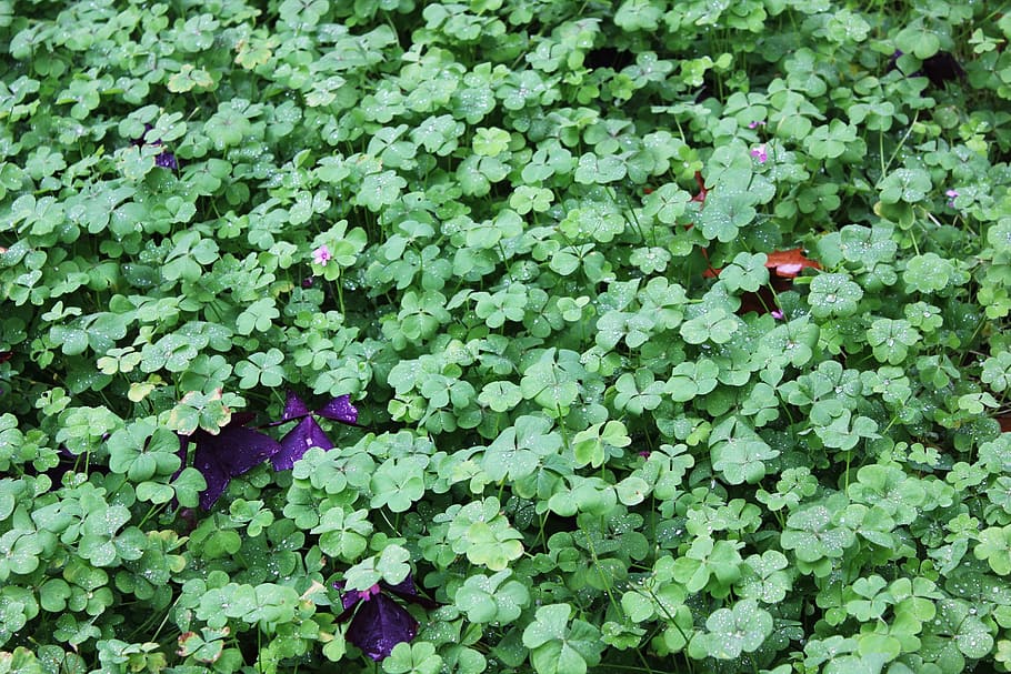 Clover, Luck, Fresh, green, lucky, green color, plant, leaf, growth, nature