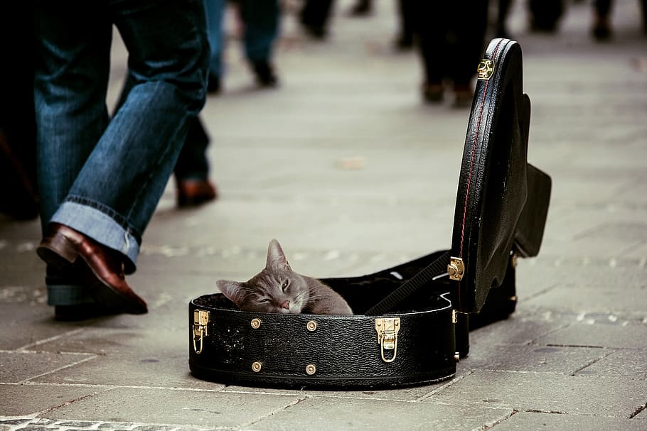 gris, gato, negro, estuche de cuero para guitarra, gatito, animal, mascotas, estuche de guitarra, músicos callejeros, donaciones